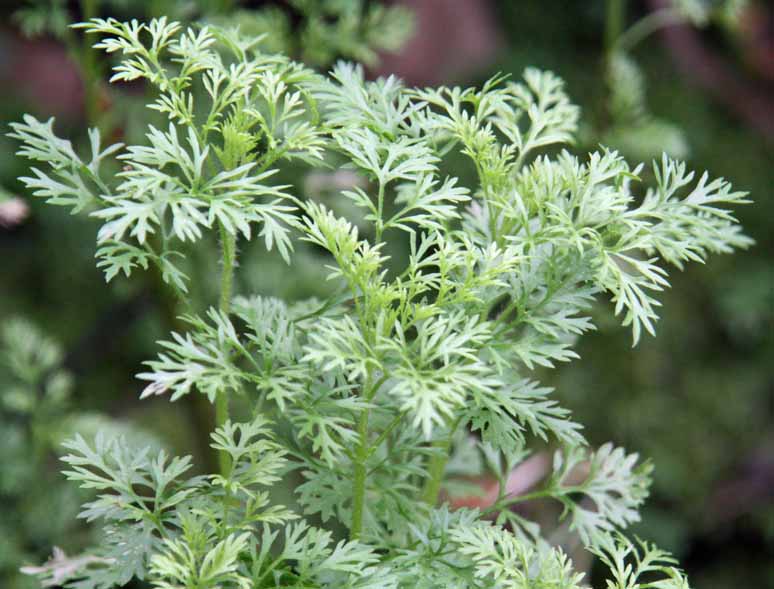 Artemisia scoparia