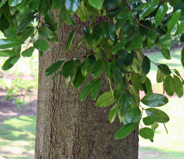 Xanthophyllum obscurum