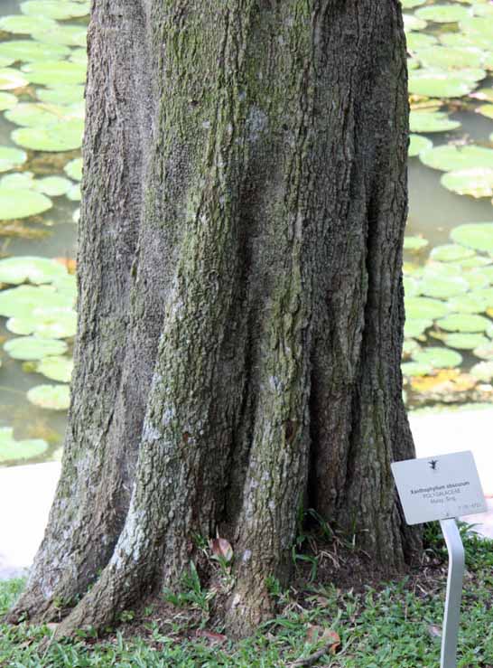 Xanthophyllum obscurum