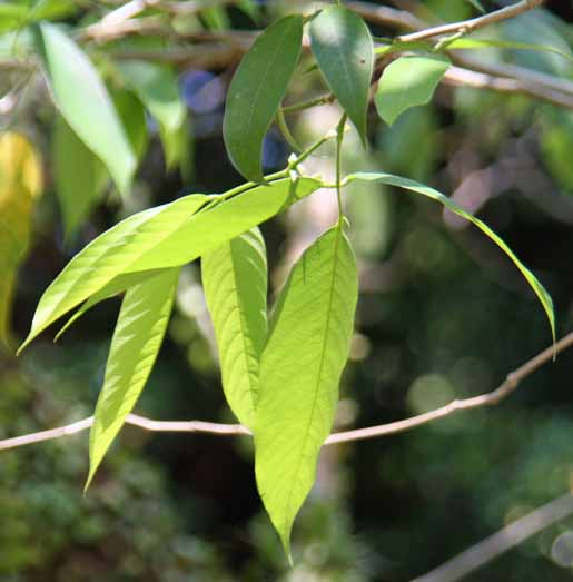 Clitorea fairchildiana