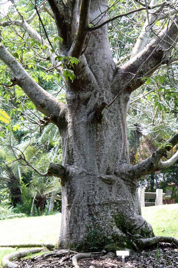 Adansonia digitata