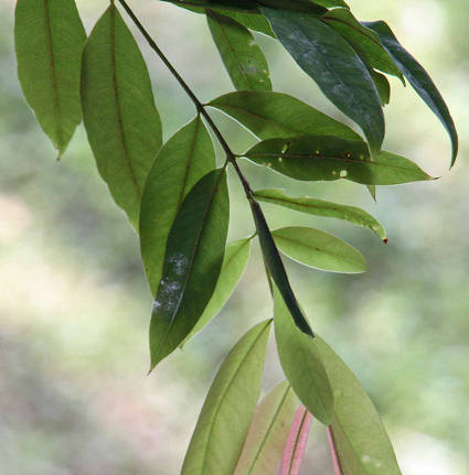 Cratoxylum chchinchinense