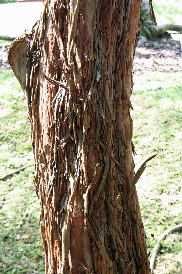 Cratoxylum chchinchinense