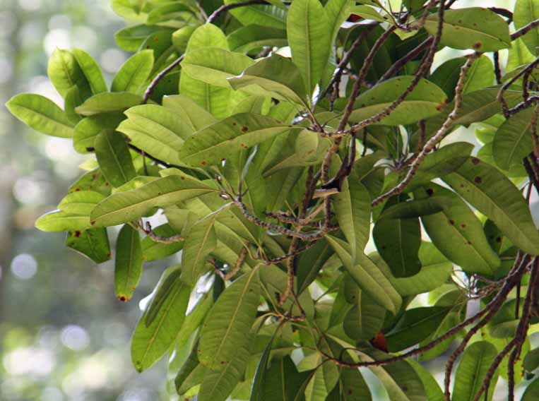 Syzygium aromatica