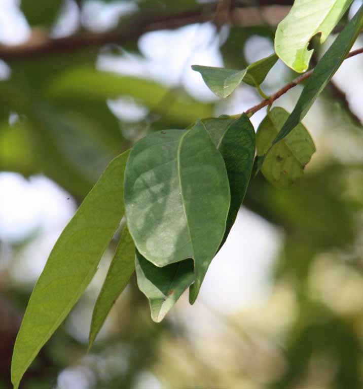 Syzygium polyanthum