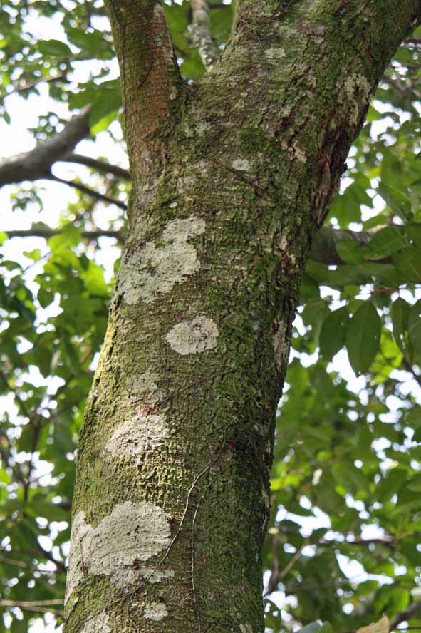 Syzygium polyanthum