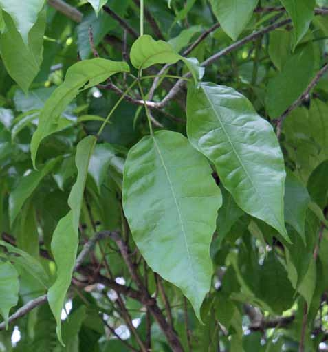 Tabebuia rosea