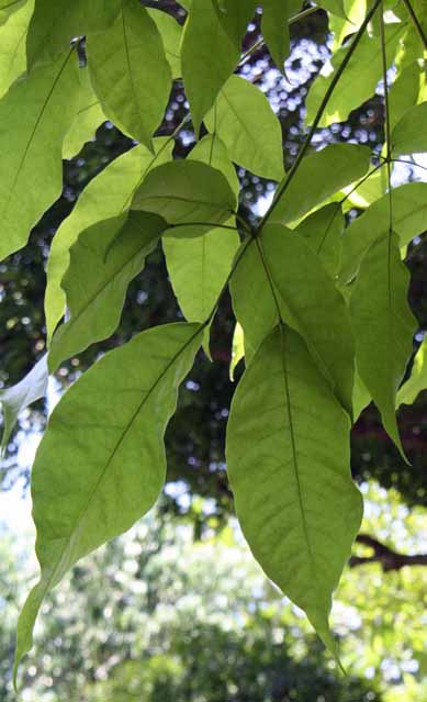 Tabebuia rosea