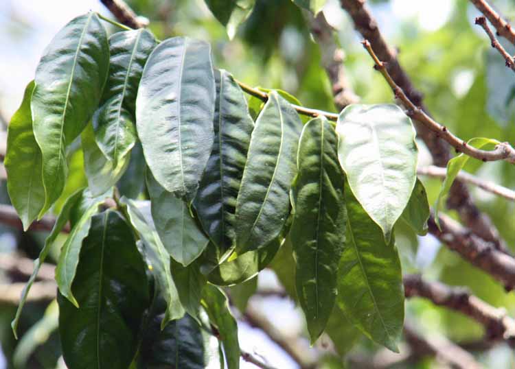 Phaleria clerodendron