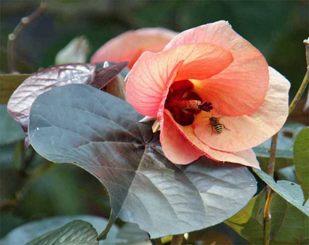 Hibiscus tiliaceus