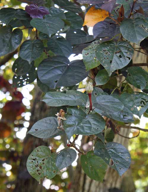 Hibiscus tiliaceus