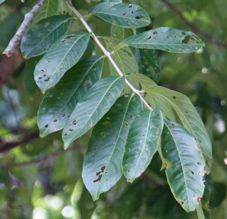 Lagerstroemia speciosa