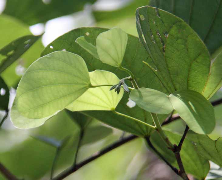 Bauhinia purpurea