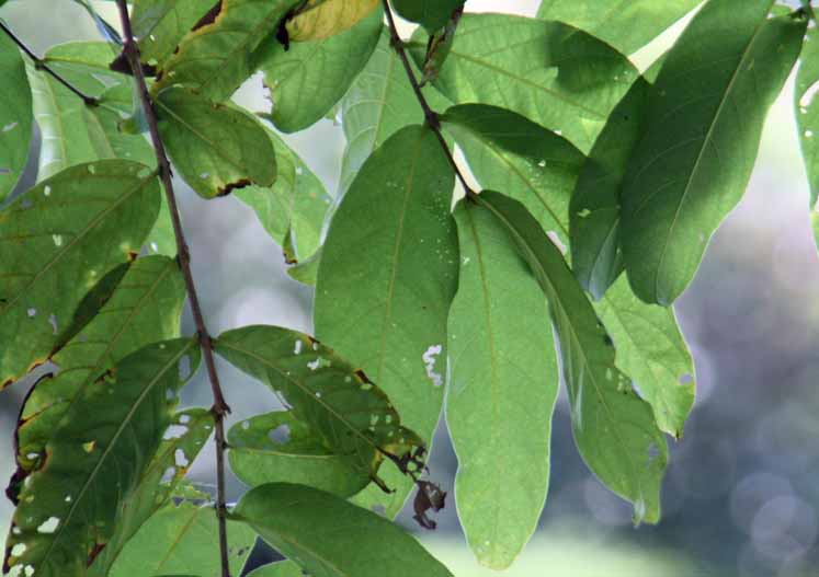 Lagerstroemia floribunda