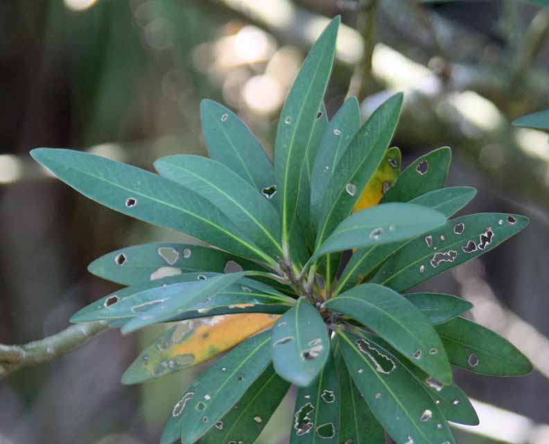 Tristaniopsis laurina