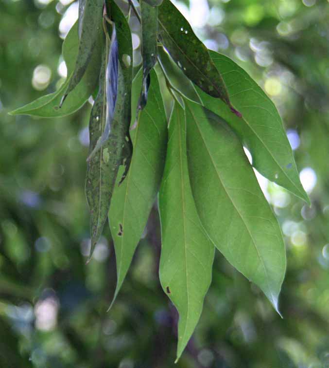 Syzygium angophoroides