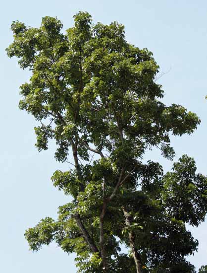 Swietenia macrophylla