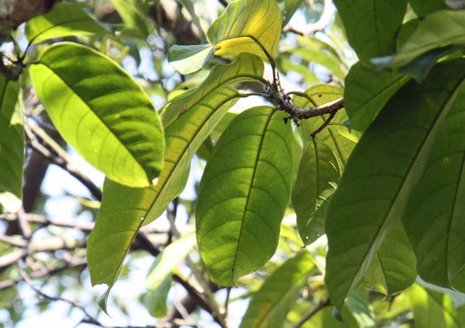 Sterculia noblis