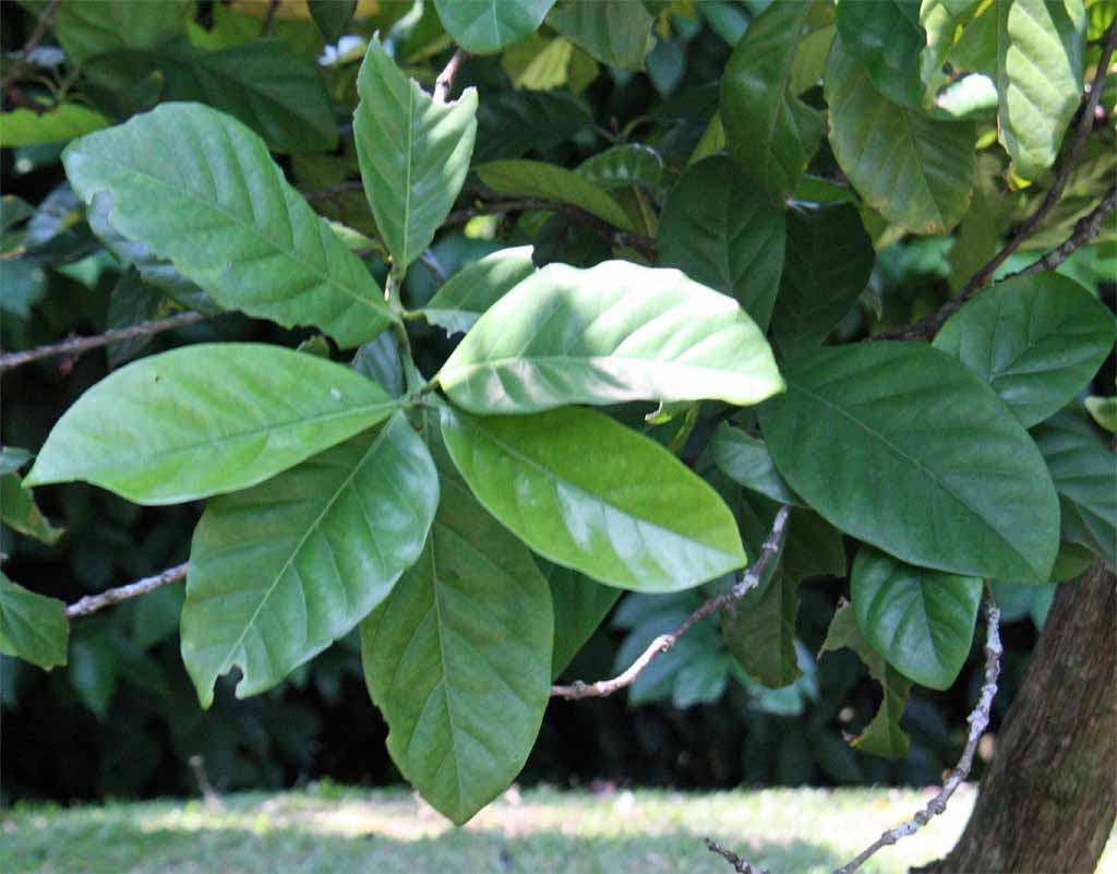 Coffea liberica