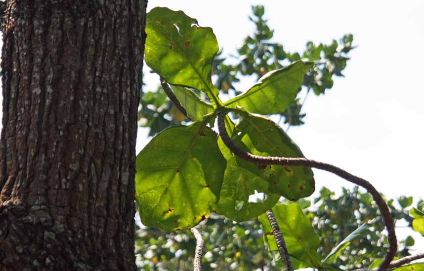 Fagraea crenulata