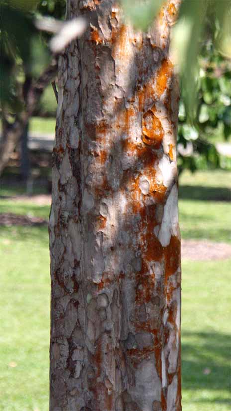 Lagerstroemia speciosa