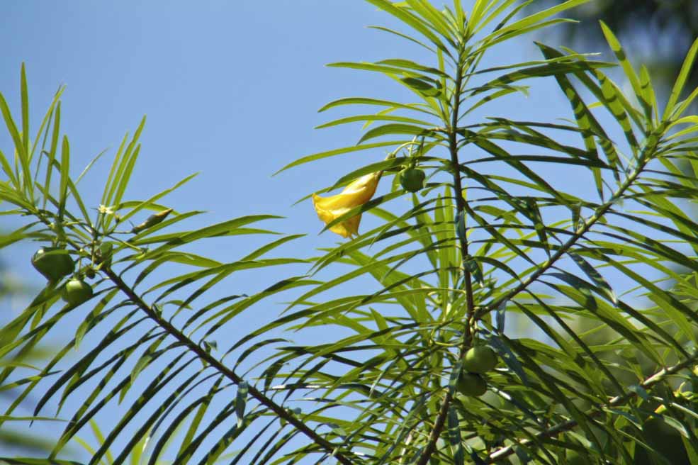 Allamanda cathartica