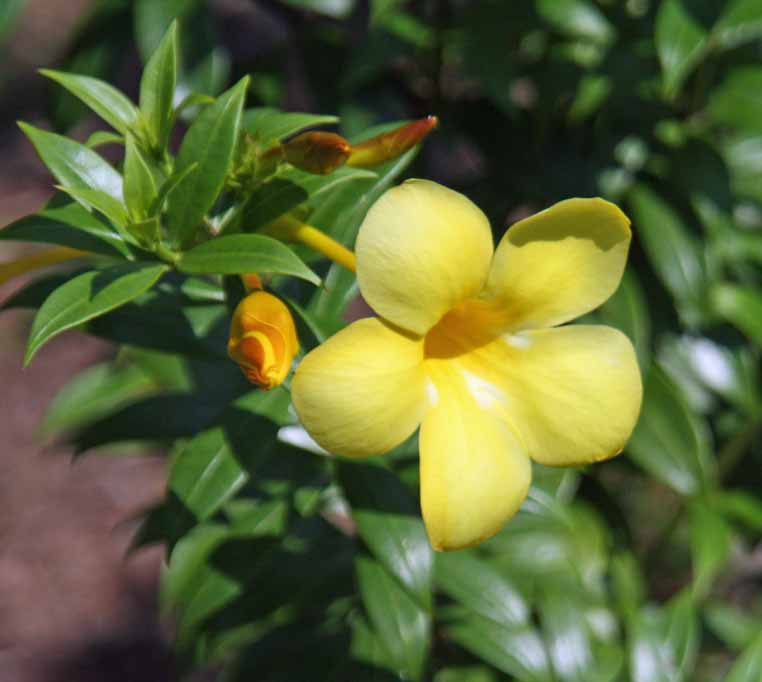 Allamanda cathartica