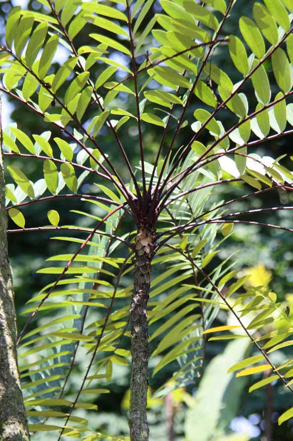 Eurycoma longifolia