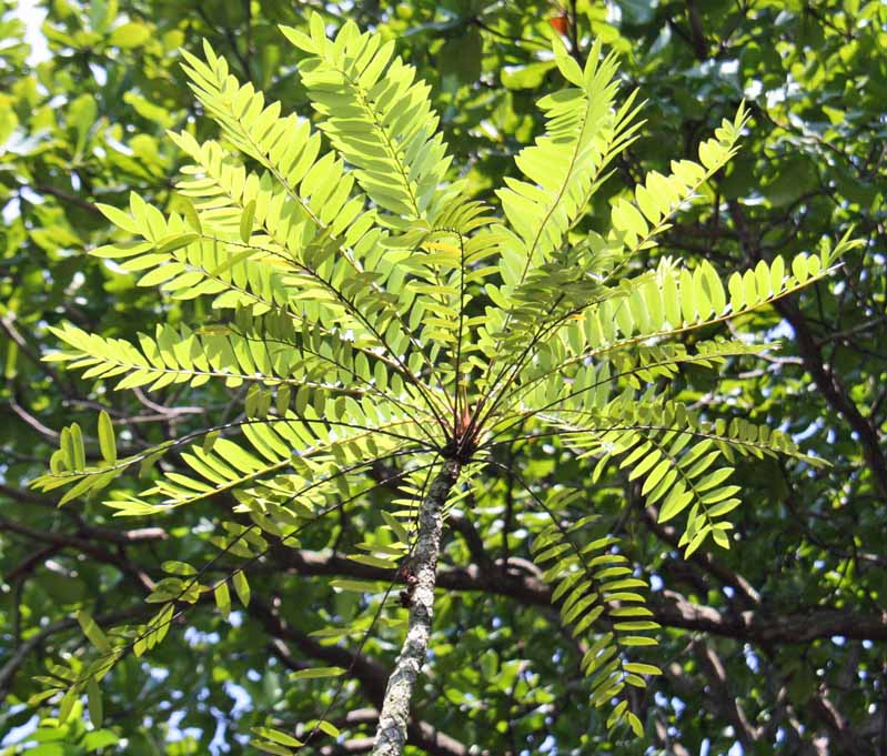 Eurycoma longifolia