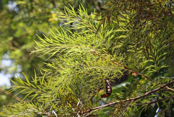 Grevillea robusta