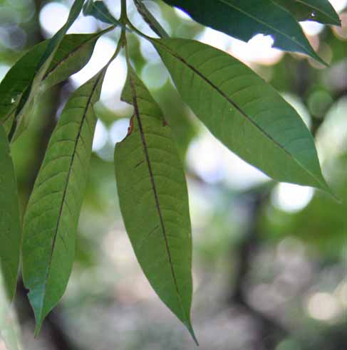 Bouea macrophylla