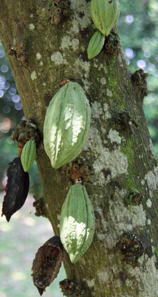 Theobroma cacao