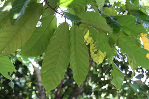 Theobroma cacao