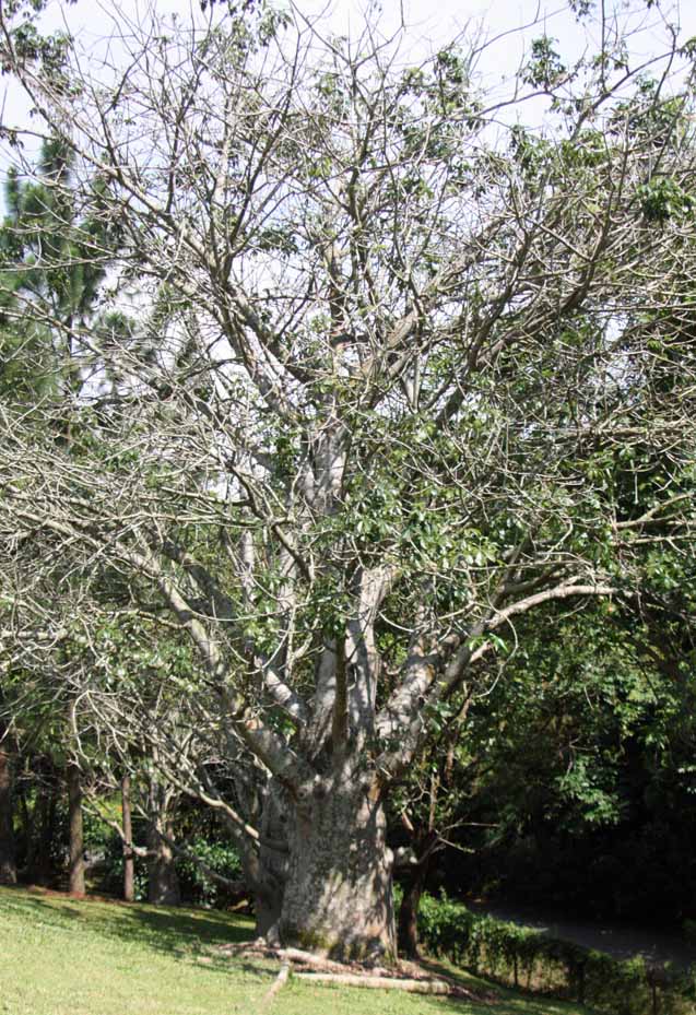 Adansonia digitata