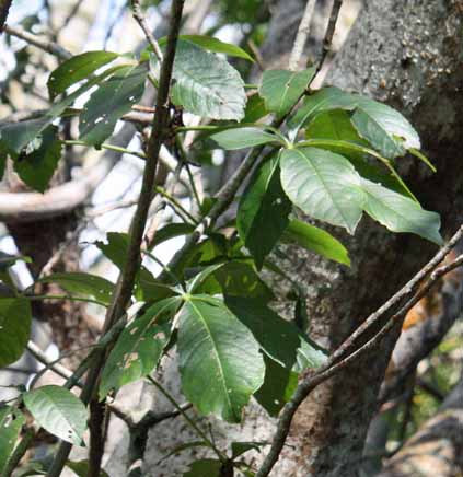 Adansonia digitata