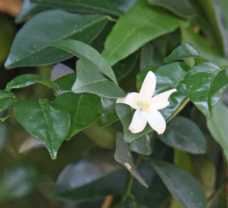 Schefflera arboricola