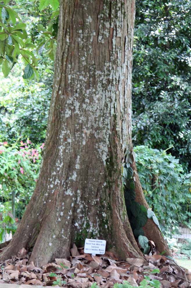 Palaquium obovatum