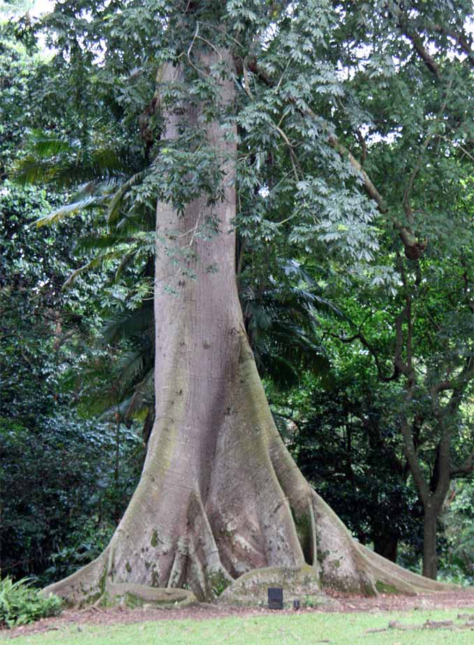 Ceiba pentandra