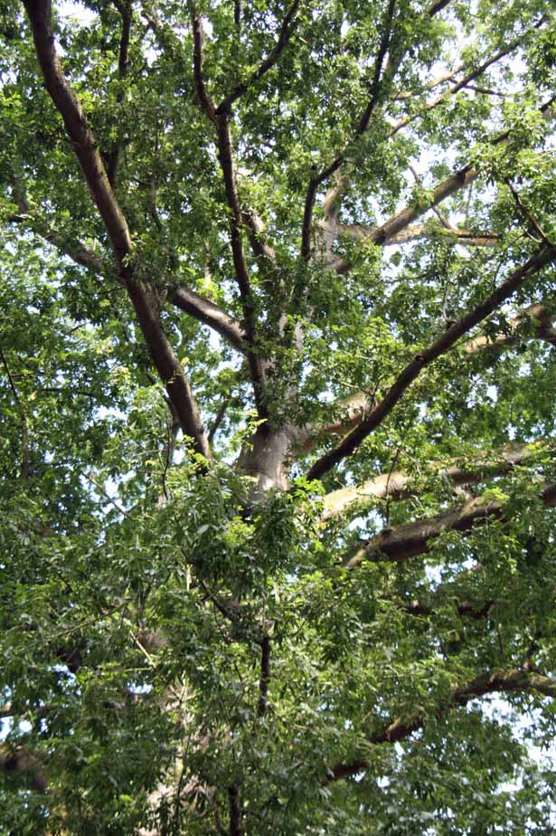 Ceiba pentandra