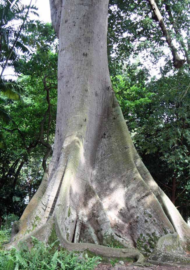 Ceiba pentandra