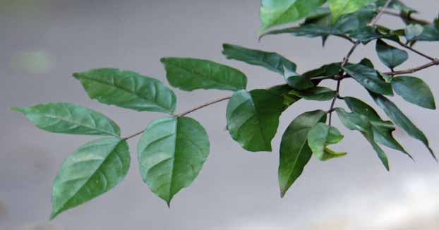 Calliandra emarginata