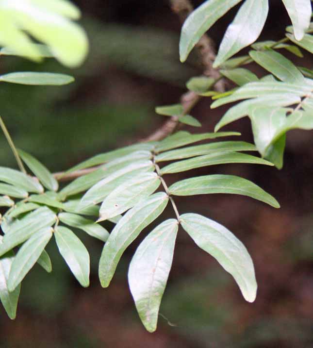 Calliandra haematocephala