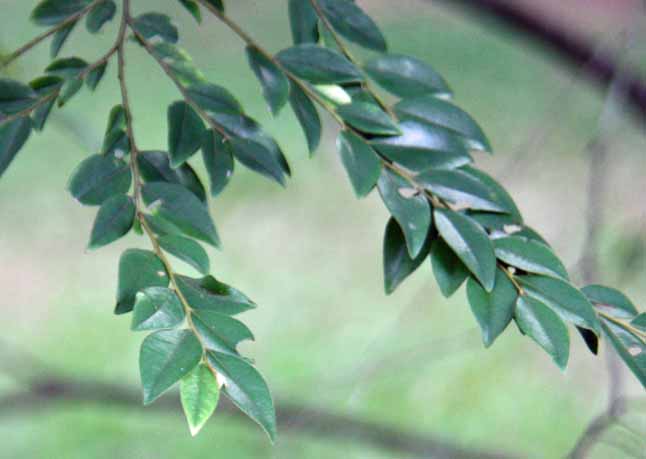 Diospyros buxifolia