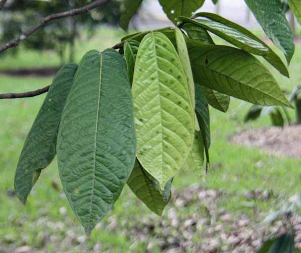 Diospyros ellipsoidea