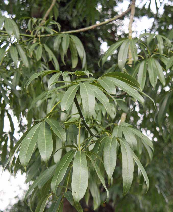 Ceiba pentandra var. caribaea