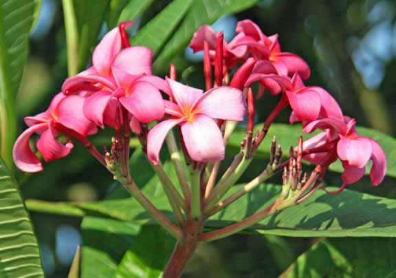 Plumeria rubra