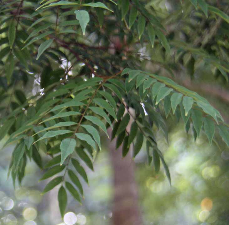 Koompassia excelsa