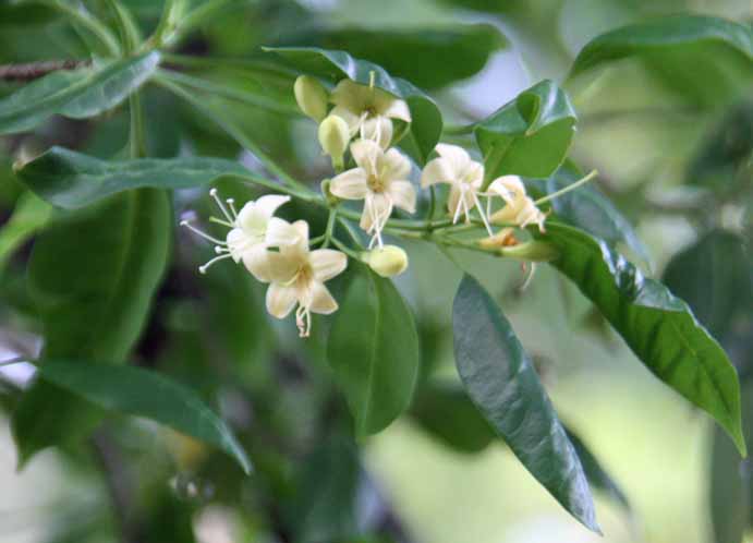 Fagraea fragrans