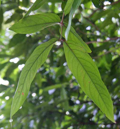 Saraca indica