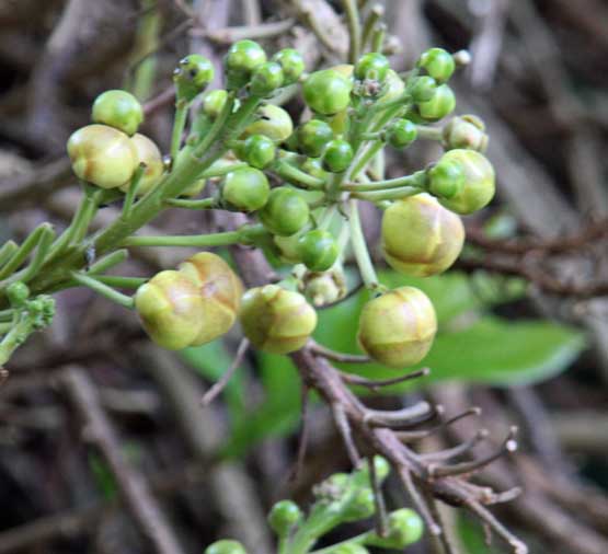 Couroupita guianensis